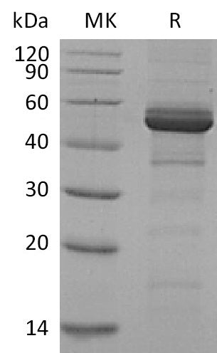 BL-2598NP: Greater than 90% as determined by reducing SDS-PAGE. (QC verified)Recombinant Human TACI Protein (C-Fc)