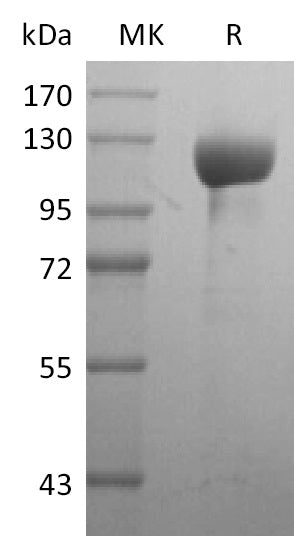 BL-0075NP: Greater than 95% as determined by reducing SDS-PAGE. (QC verified)Recombinant Human HER3 Protein (C-Fc)