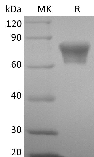 BL-2648NP: Greater than 95% as determined by reducing SDS-PAGE. (QC verified)Recombinant Mouse TNF RII Protein (C-Fc)