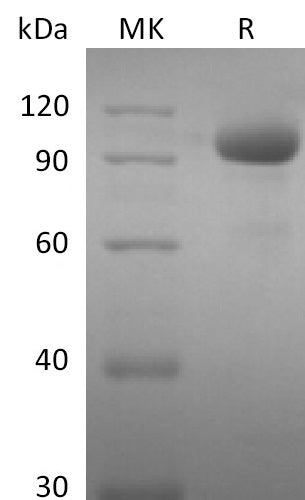 BL-0101NP: Greater than 95% as determined by reducing SDS-PAGE. (QC verified)Recombinant Human EPHA8 Protein (C-Fc)