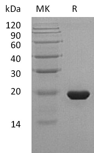 BL-2024NP: Greater than 95% as determined by reducing SDS-PAGE. (QC verified)