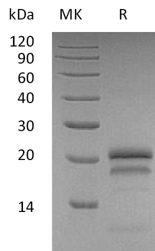 BL-1794NP: Greater than 95% as determined by reducing SDS-PAGE. (QC verified)Recombinant Human VEGF165 Protein