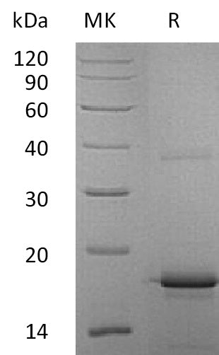 BL-1796NP: Greater than 95% as determined by reducing SDS-PAGE. (QC verified)