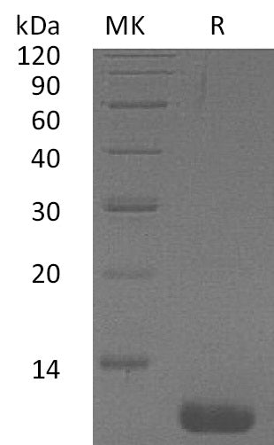 BL-2133NP: Greater than 95% as determined by reducing SDS-PAGE. (QC verified)