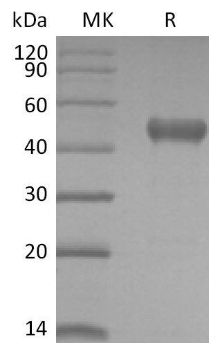 BL-2524NP: Greater than 95% as determined by reducing SDS-PAGE. (QC verified)