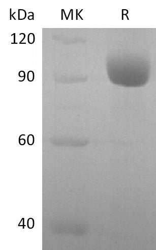 BL-2795NP: Greater than 95% as determined by reducing SDS-PAGE. (QC verified)