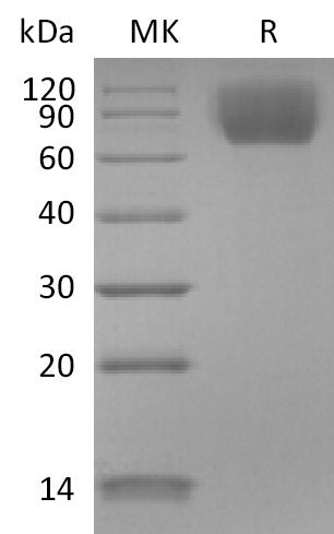 BL-2691NP: Greater than 95% as determined by reducing SDS-PAGE. (QC verified)