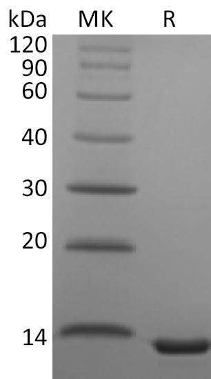 BL-1795NP: Greater than 95% as determined by reducing SDS-PAGE. (QC verified)