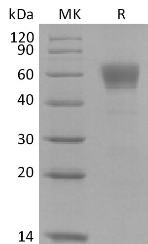 BL-2565NP: Greater than 95% as determined by reducing SDS-PAGE. (QC verified)Recombinant Cynomolgus CD123 Protein (C-6His)