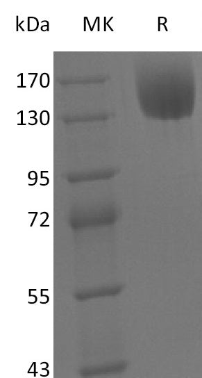 BL-2768NP: Greater than 95% as determined by reducing SDS-PAGE. (QC verified)