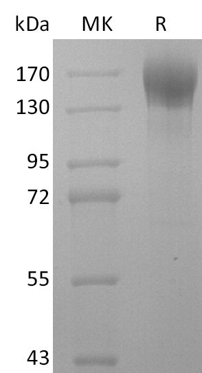 BL-2681NP: Greater than 95% as determined by reducing SDS-PAGE. (QC verified)