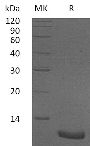BL-1767NP: Greater than 95% as determined by reducing SDS-PAGE. (QC verified)