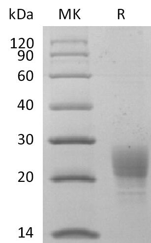 BL-2520NP: Greater than 95% as determined by reducing SDS-PAGE. (QC verified)