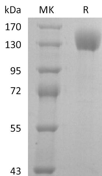 BL-2797NP: Greater than 95% as determined by reducing SDS-PAGE. (QC verified)Recombinant Human P-selectin Protein (C-Fc)