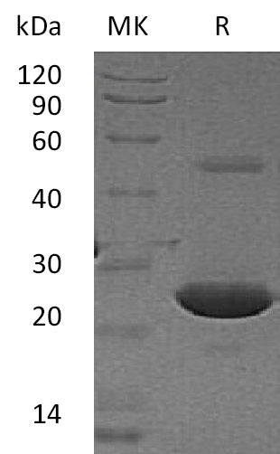 BL-1251NP: Greater than 95% as determined by reducing SDS-PAGE. (QC verified)
