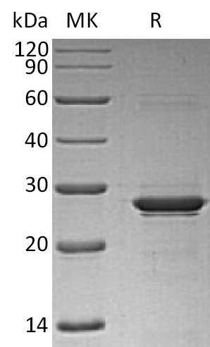 BL-2236NP: Greater than 95% as determined by reducing SDS-PAGE. (QC verified)