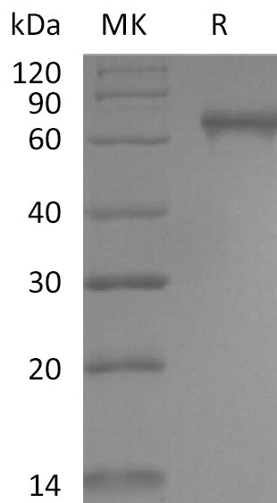 BL-2695NP: Greater than 95% as determined by reducing SDS-PAGE. (QC verified)