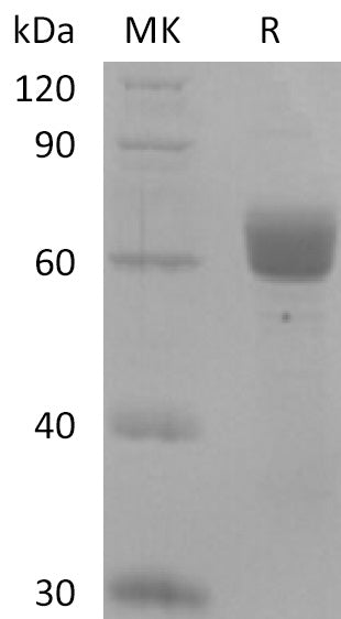 BL-2728NP: Greater than 95% as determined by reducing SDS-PAGE. (QC verified)Recombinant Human BTNL9 Protein (C-Fc)