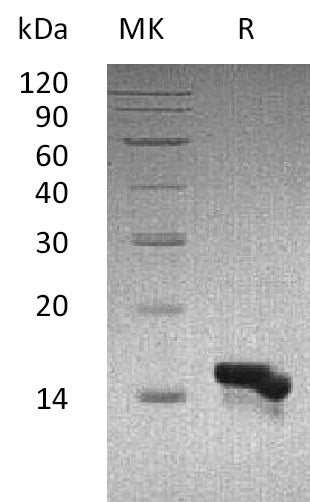 BL-1798NP: Greater than 95% as determined by reducing SDS-PAGE. (QC verified)
