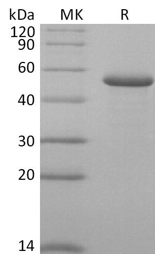 BL-2815NP: Greater than 95% as determined by reducing SDS-PAGE. (QC verified)