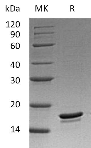 BL-1253NP: Greater than 95% as determined by reducing SDS-PAGE. (QC verified)