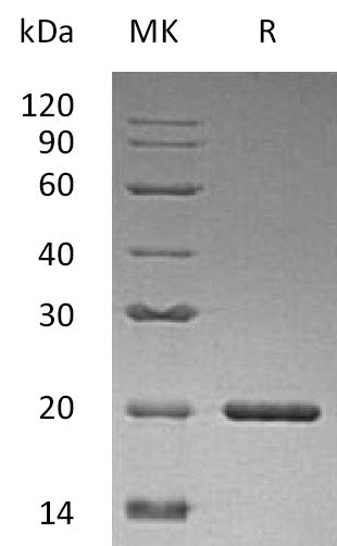 BL-2025NP: Greater than 95% as determined by reducing SDS-PAGE. (QC verified)