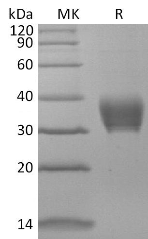 BL-2798NP: Greater than 95% as determined by reducing SDS-PAGE. (QC verified)