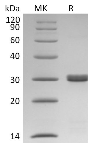 BL-1252NP: Greater than 95% as determined by reducing SDS-PAGE. (QC verified)