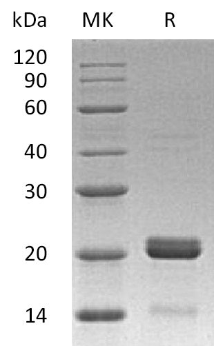 BL-2036NP: Greater than 95% as determined by reducing SDS-PAGE. (QC verified)