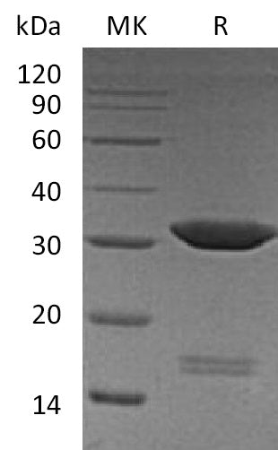 BL-0294NP: Greater than 95% as determined by reducing SDS-PAGE. (QC verified)