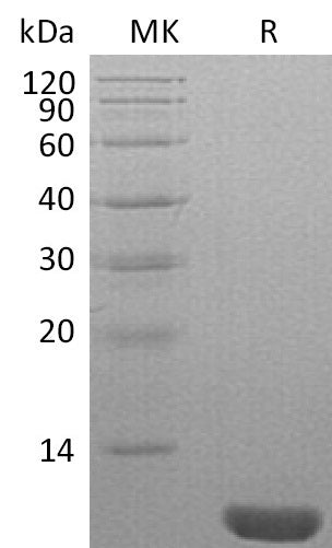 BL-2759NP: Greater than 95% as determined by reducing SDS-PAGE. (QC verified)