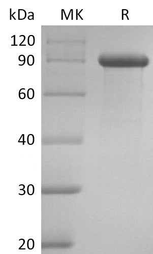 BL-2734NP: Greater than 95% as determined by reducing SDS-PAGE. (QC verified)Recombinant Human DLL1 Protein (C-Fc)