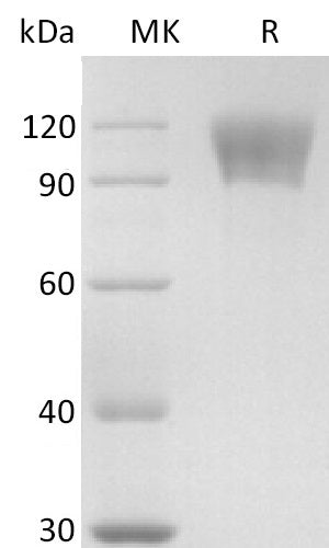 BL-2800NP: Greater than 95% as determined by reducing SDS-PAGE. (QC verified)