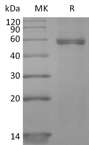 BL-2744NP: Greater than 90% as determined by reducing SDS-PAGE. (QC verified)