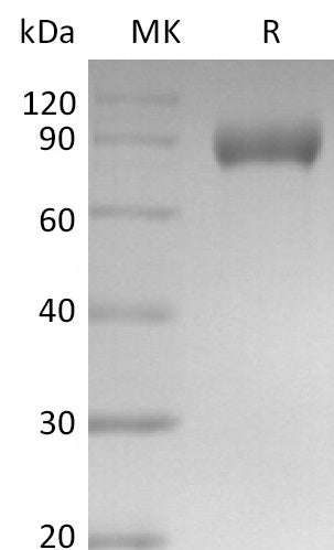 BL-2676NP: Greater than 95% as determined by reducing SDS-PAGE. (QC verified)
