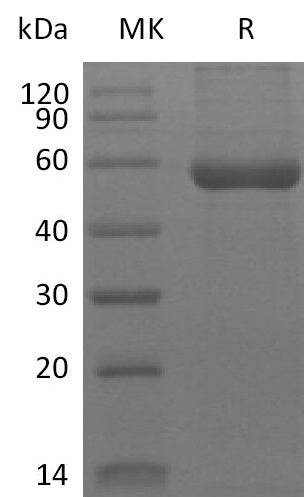 BL-2641NP: Greater than 95% as determined by reducing SDS-PAGE. (QC verified)Recombinant Human HLA-A*0201 WT-1 complex Protein (C-10His)