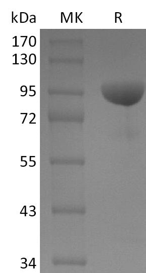 BL-0225NP: Greater than 95% as determined by reducing SDS-PAGE. (QC verified)Recombinant Human EphB1 Protein (C-Fc)
