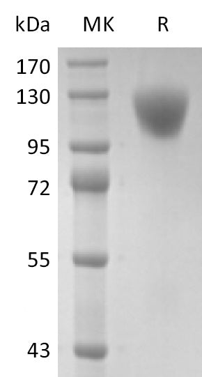 BL-2568NP: Greater than 95% as determined by reducing SDS-PAGE. (QC verified)Recombinant Human CD45RA Protein (C-6His)
