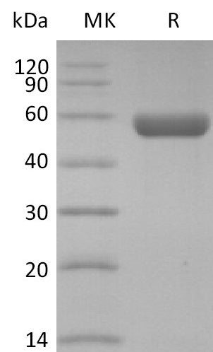 BL-2640NP: Greater than 95% as determined by reducing SDS-PAGE. (QC verified)Recombinant Human HLA-A*0201 GP100 complex Protein (C-10His)