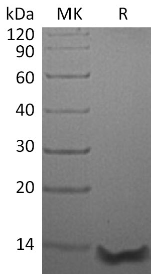 BL-1800NP: Greater than 95% as determined by reducing SDS-PAGE. (QC verified)