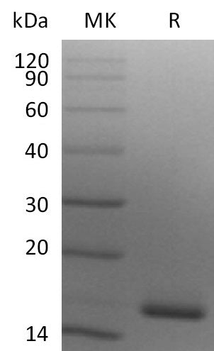 BL-2616NP: Greater than 95% as determined by reducing SDS-PAGE. (QC verified)Recombinant Human Ig lambda constant 2 Protein (C-6His)