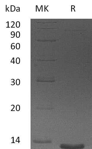 BL-2037NP: Greater than 95% as determined by reducing SDS-PAGE. (QC verified)