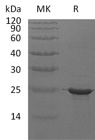 BL-1680NP: Greater than 95% as determined by reducing SDS-PAGE. (QC verified)