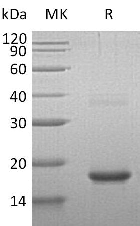BL-1679NP: Greater than 95% as determined by reducing SDS-PAGE. (QC verified)
