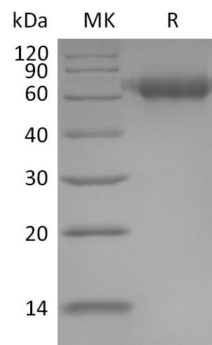 BL-0494NP: Greater than 95% as determined by reducing SDS-PAGE. (QC verified)