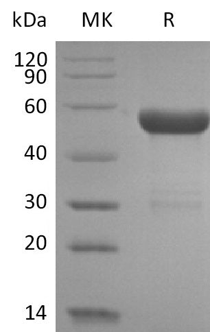 BL-2753NP: Greater than 95% as determined by reducing SDS-PAGE. (QC verified)
