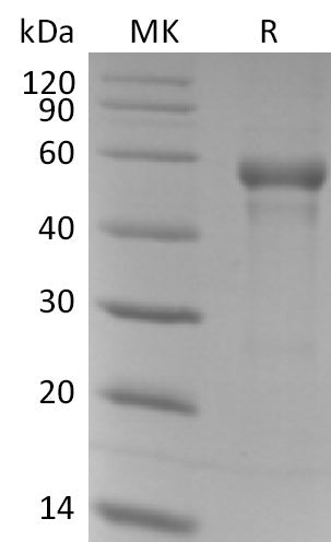 BL-2661NP: Greater than 95% as determined by reducing SDS-PAGE. (QC verified)