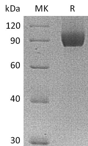 BL-2566NP: Greater than 95% as determined by reducing SDS-PAGE. (QC verified)