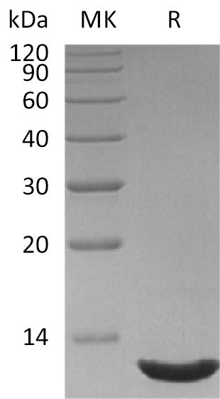 BL-1801NP: Greater than 95% as determined by reducing SDS-PAGE. (QC verified)