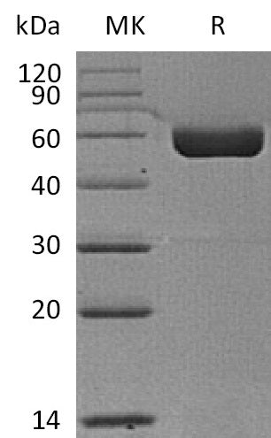 BL-2537NP: Greater than 95% as determined by reducing SDS-PAGE. (QC verified)